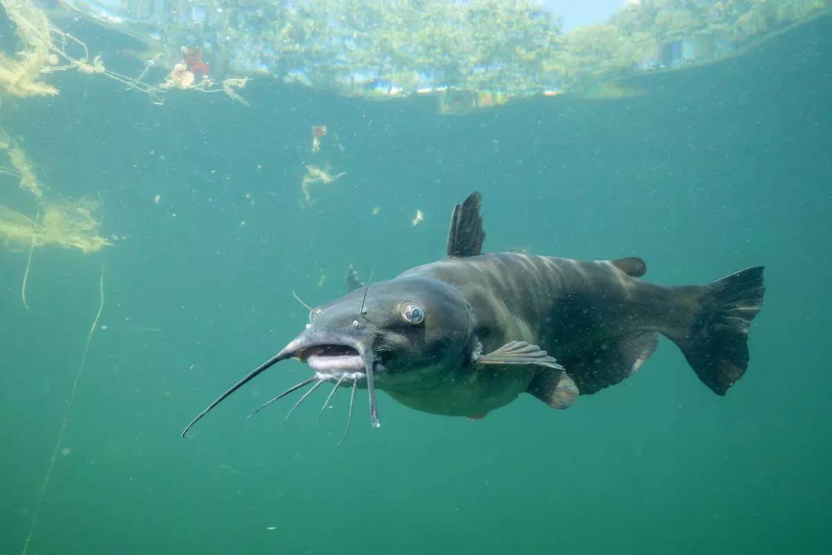 Channel Catfish