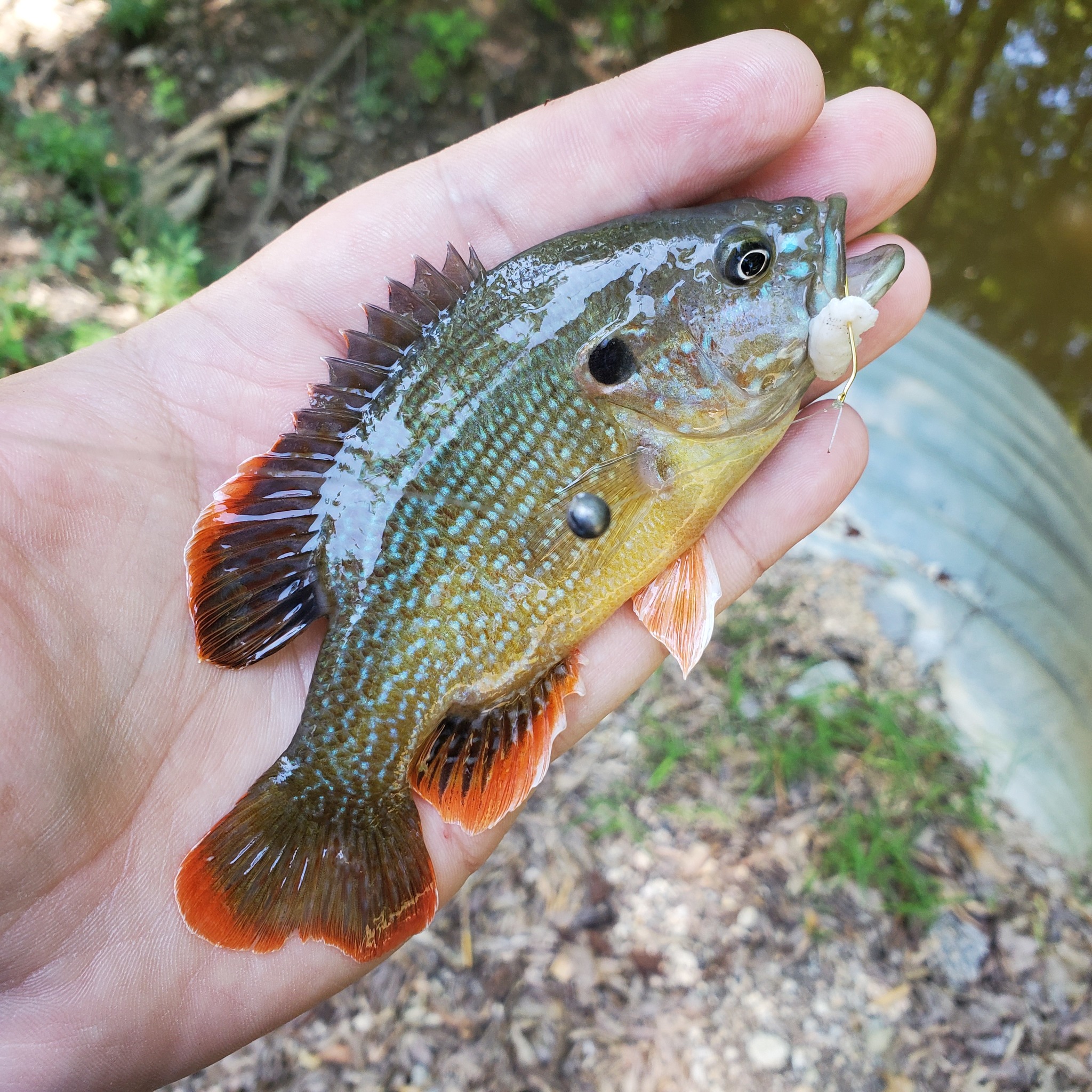 Green Sunfish