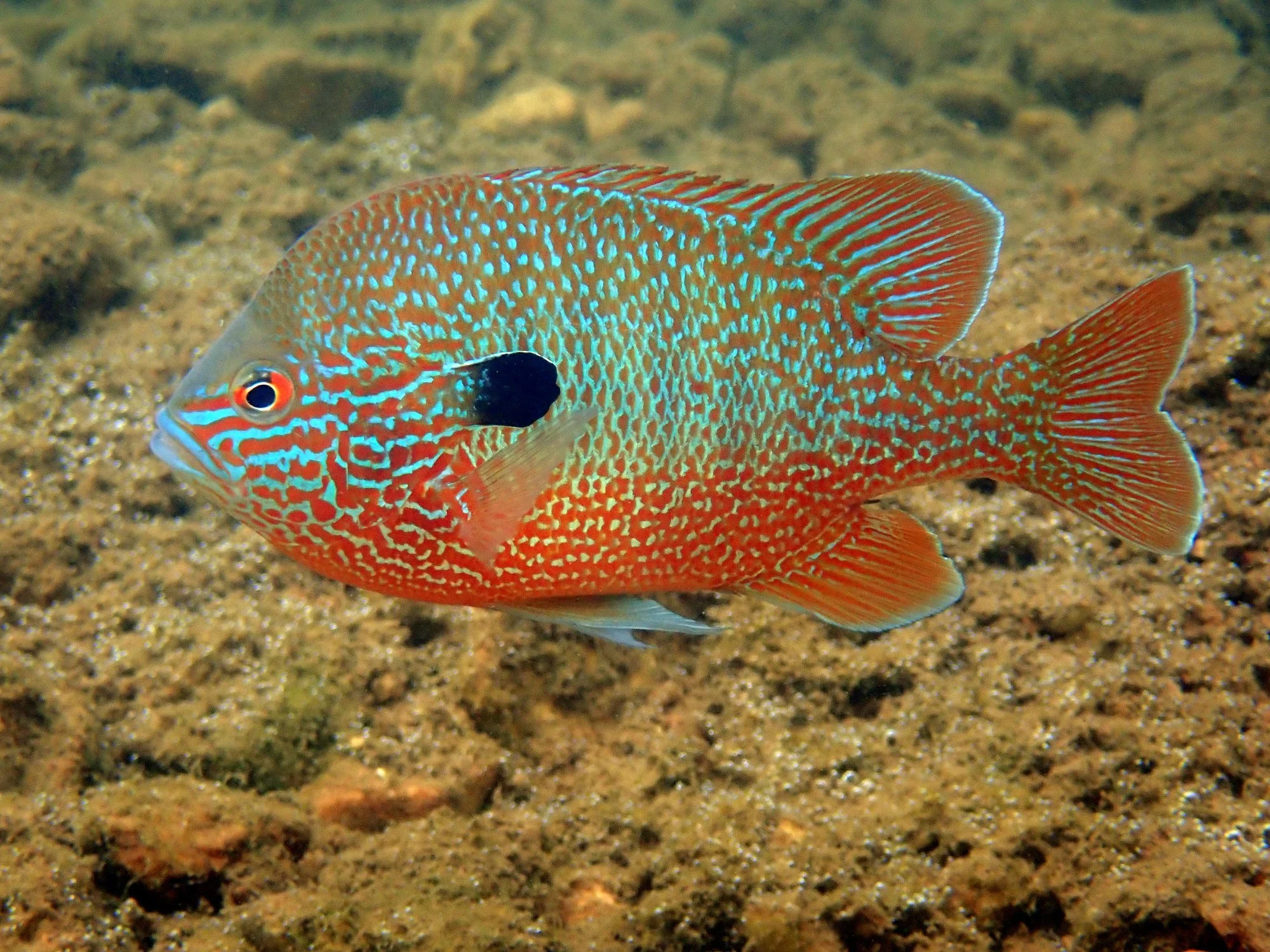 Longear Sunfish