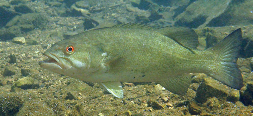 Smallmouth Bass