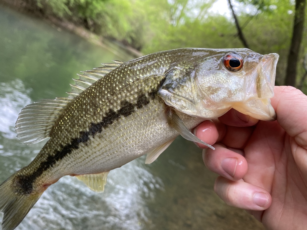 Spotted Bass